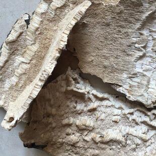 野生白囊耙齿菌  白囊耙齿菌 野生白耙齿菌  入肾经   500克