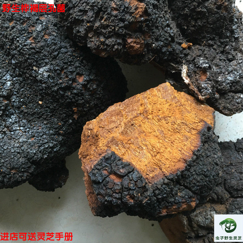 Wild fungi Betula velvet wild Birch Brown Ganoderma lucidum Wild birch tears 250 gramin the Traditional nourishing food , Ganoderma , Pruning Ganoderma  category - from Buy2taobao.com to provide professional Taobao agent buy service