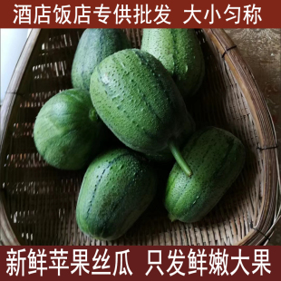 精品5斤装 苹果丝瓜新鲜蔬菜圆丝瓜孕妇丝瓜胖肉丝瓜现摘酒店菜