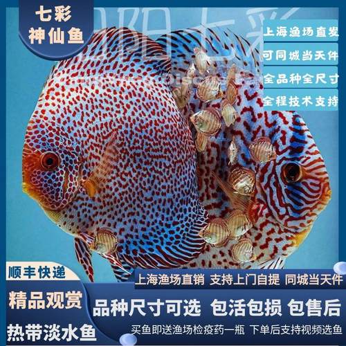 七彩神仙鱼鱼苗套餐渔场直销黄金