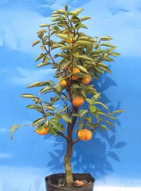 柿子苗树嫁接无核甜脆柿果树苗庭院盆栽地栽当年结果基地直销