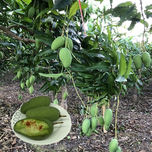 广西汇果趣青芒果生脆酸