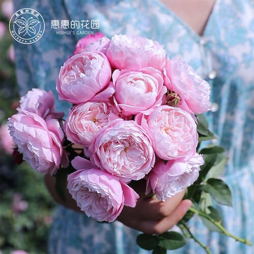 惠惠的花园灌木月季羽毛花苗盆栽