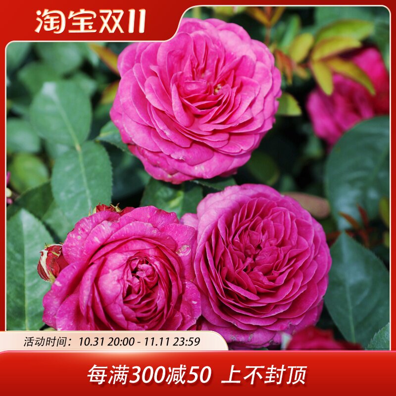惠惠的花园阳台月季 海蒂克拉姆 欧月玫瑰花四季开花盆栽绿植花卉