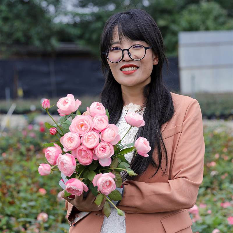 惠惠的花园草莓杏仁饼多头开花机器阳台花园庭院月季花苗盆栽多季