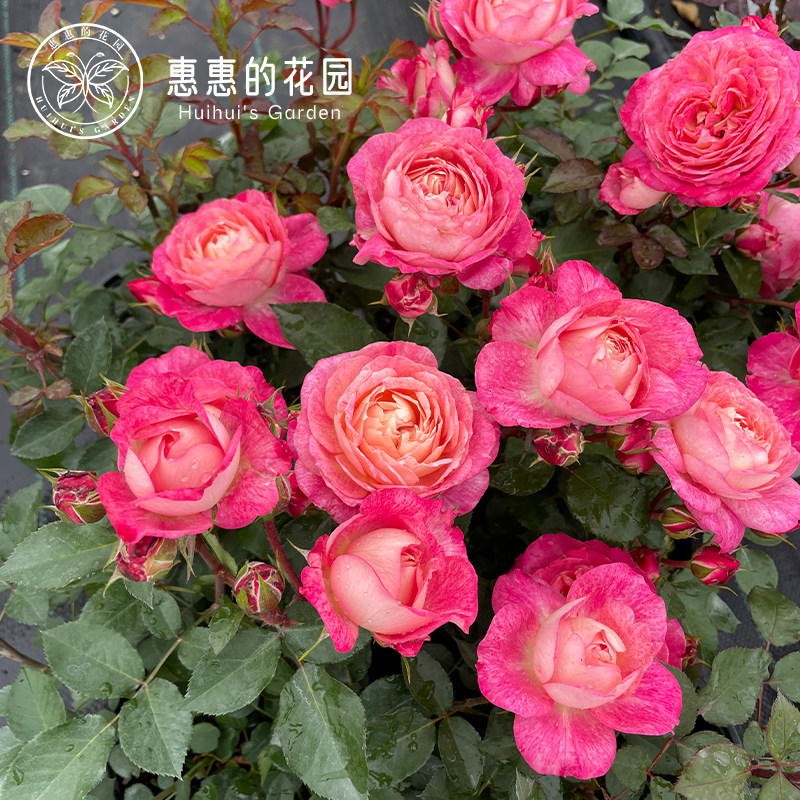 惠惠的花园灌木月季月美人醉缤纷育种切花包子多季勤花阳台盆栽