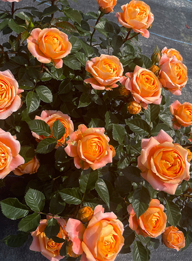 惠惠的花园 灌木月季飞橙多季丰花橙色包子庭院阳台盆栽玫瑰