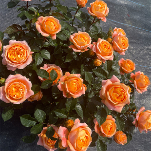 惠惠的花园 灌木月季飞橙多季丰花橙色包子庭院阳台盆栽玫瑰