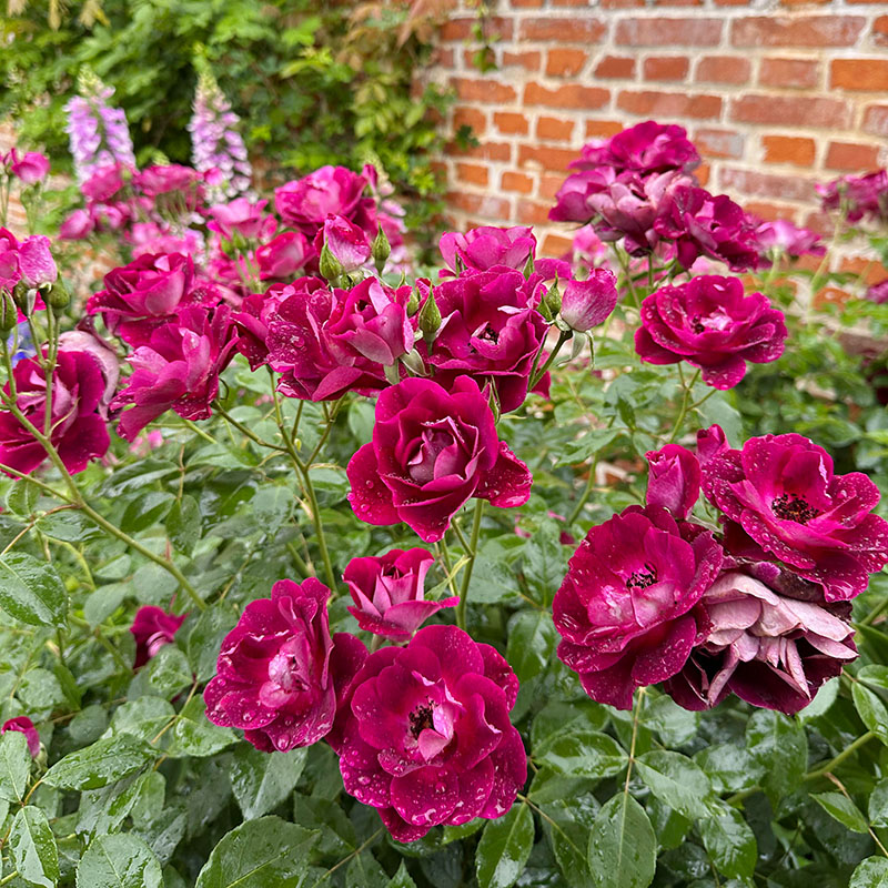惠惠的花园直立灌木月季小苗葡萄冰山花苗抗病好养多季开花阳台