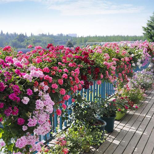 天竺葵多季开花阳台庭院盆栽花卉