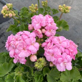 惠惠的花园直立天竺葵 克里米亚玫瑰 多季开阳台庭院花卉盆栽对版