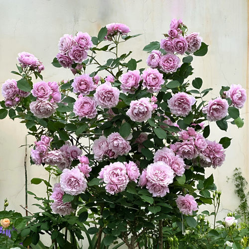 惠惠的花园灌木月季幻紫丰花多季耐热蓝紫色玫瑰花苗阳台庭院盆栽
