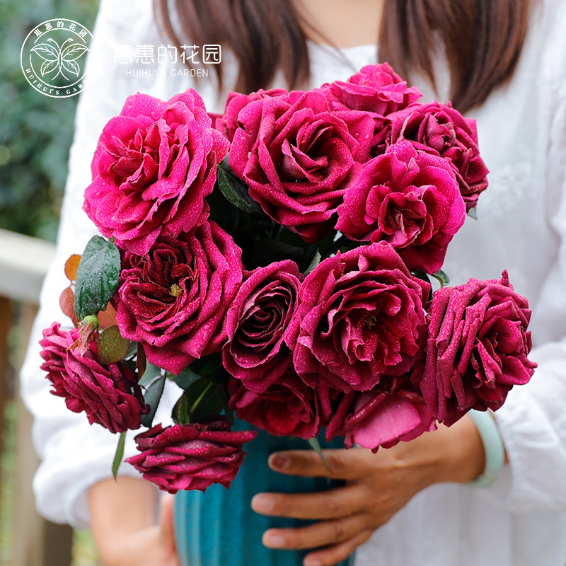 惠惠的花园浓香月季阳台庭院盆栽