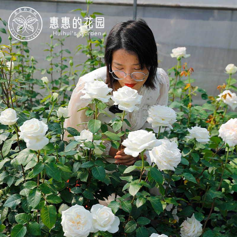 惠惠的花园白色浓香切花月季珍妮莫罗特大花玫瑰盆栽阳台庭院花卉
