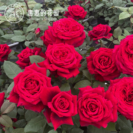 惠惠的花园季节灌木月季恩钿女士红色大花浓香玫瑰花期长阳台盆栽