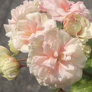 惠惠的花园半兽系天竺葵 星系 多季好开阳台庭院花卉盆栽花苗对版