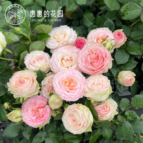 惠惠的花园灌木月季风吟直立多头丰花月季浅粉色多季阳台庭院盆栽