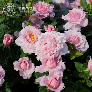 惠惠的花园索菲罗莎月季花苗多季开花灌木切花阳台大小苗盆栽大花