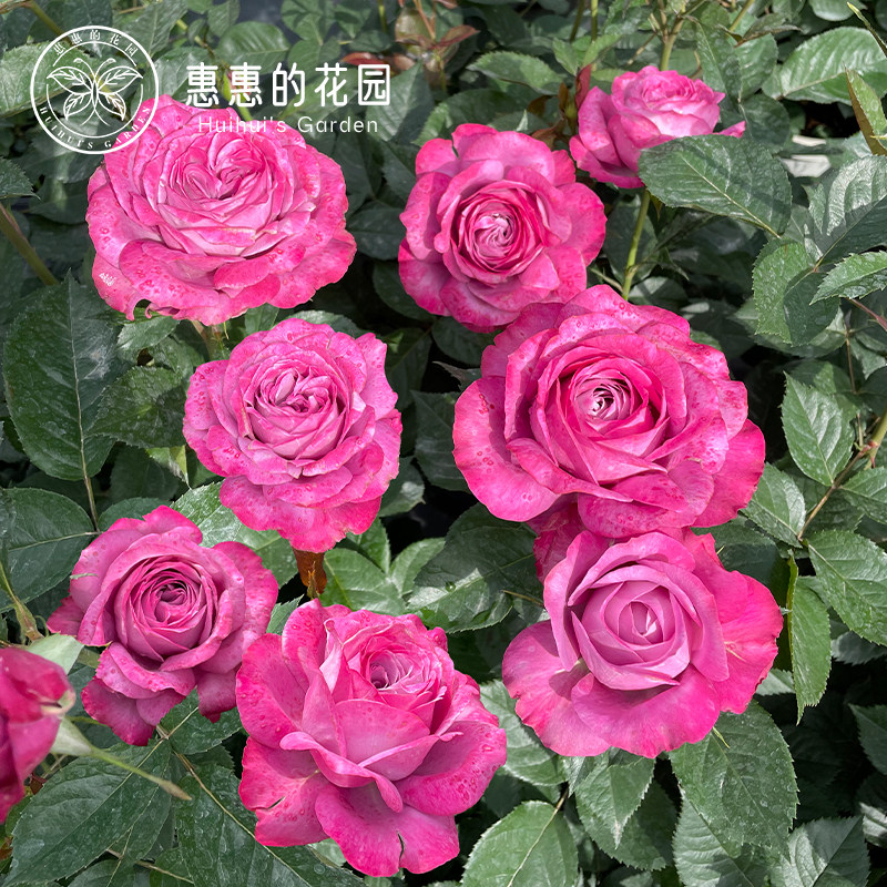 惠惠的花园切花月季紫魂香水浓香大花阳台庭院花卉鲜花玫瑰花盆栽