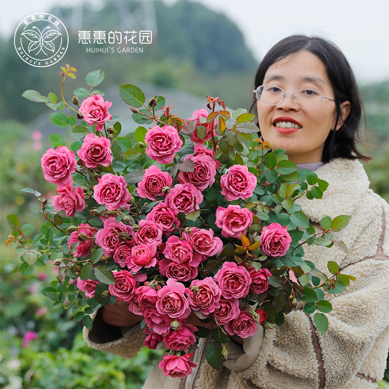 惠惠的花园直立月季葵花苗盆栽