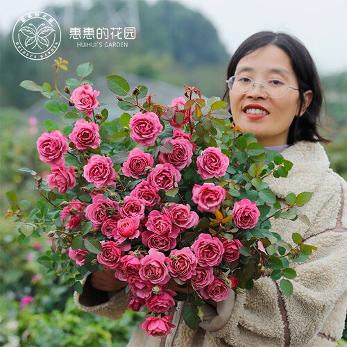 惠惠的花园直立月季葵花苗盆栽