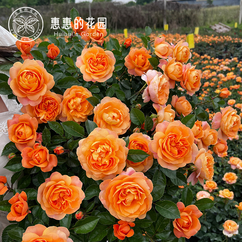 惠惠的花园阳台月季果汁阳台艾莎扦插多季开花小空间盆栽植物玫瑰