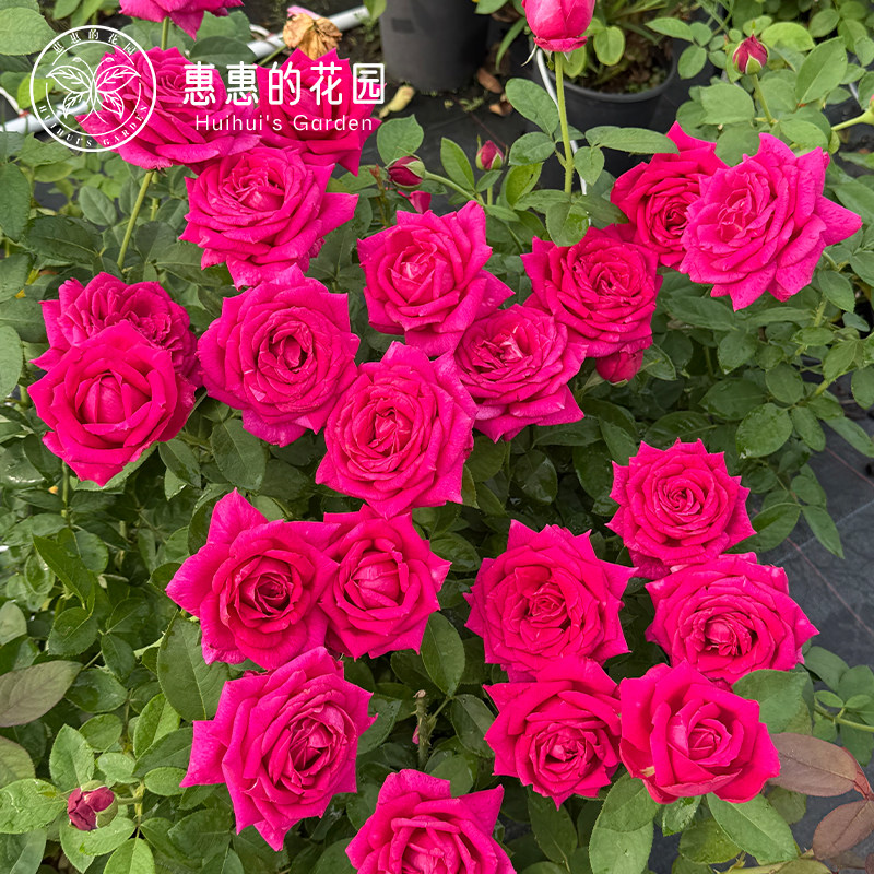 惠惠的花园灌木月季悠久的约定浓香大花玫瑰花盆栽花卉鲜花绿植