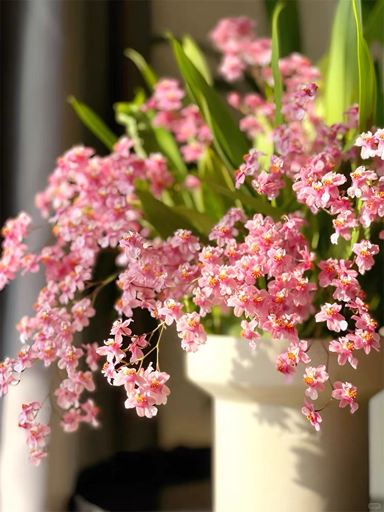 【植物链接3】直播链接，单件非偏远包邮-花苗原盆原土发货