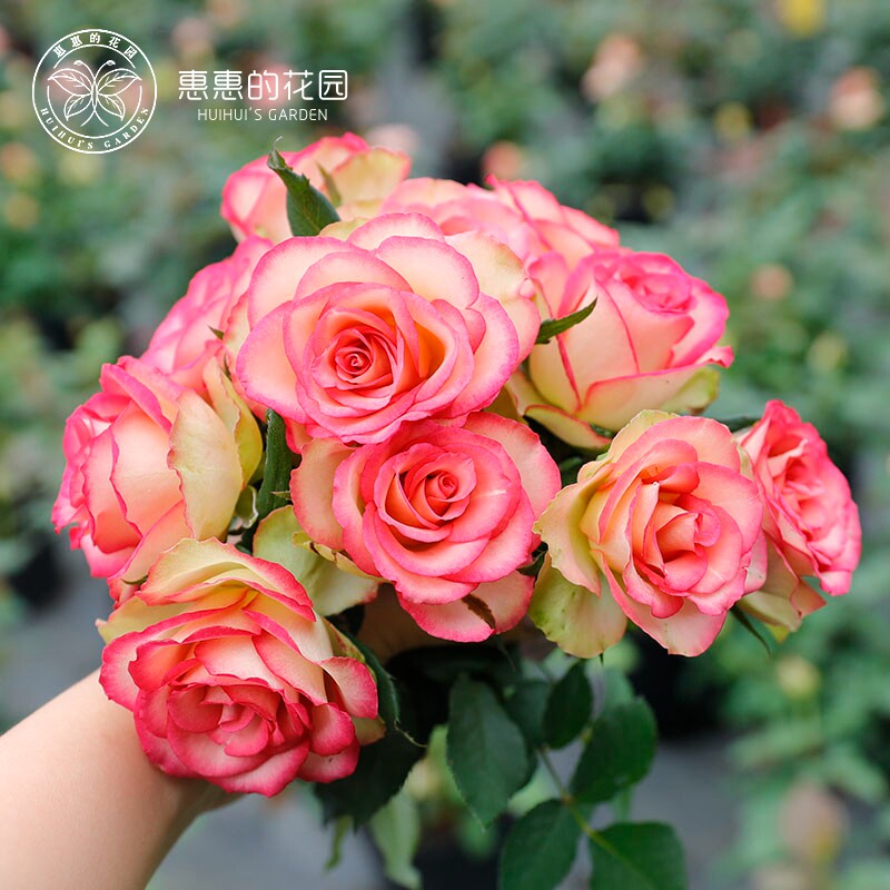 惠惠的花园梦露复色灌木切花月季阳台庭院鲜花盆栽植物玫瑰花