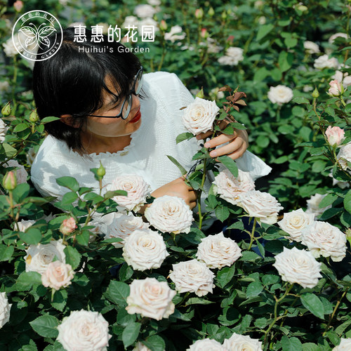 惠惠的花园曼塔月季直立切花盆栽