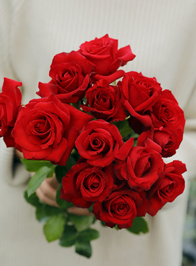 惠惠的花园切花月季 法兰西 红色耐开多季阳台庭院花卉绿植盆栽