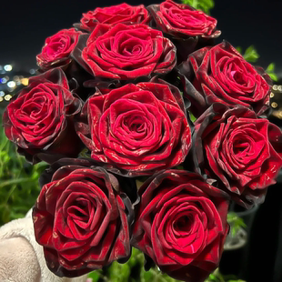 惠惠的花园新品月季 黑金 黑红色大花丝绒质感花园绿植花卉盆栽苗