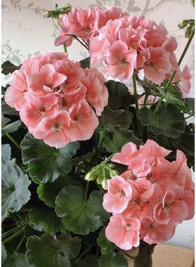 惠惠的花园直立天竺葵 857 粉红色量大好养活阳台多季开花包对版