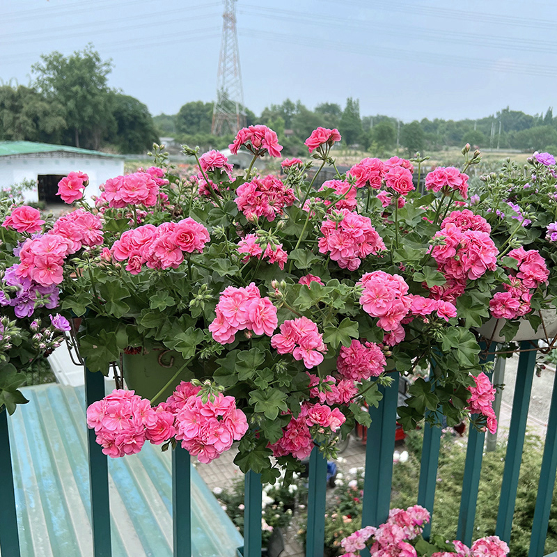 惠惠的花园垂吊天竺葵花苗粉玫瑰多季开阳台庭院楼顶花卉盆栽绿植