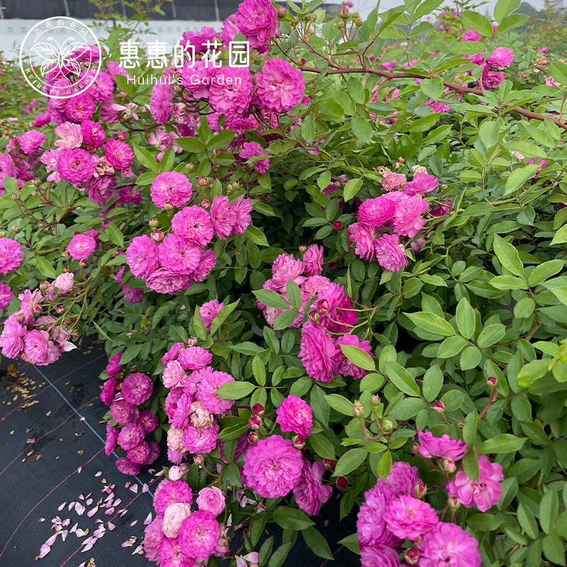 惠惠的花圃微型月季花苗葡萄园之歌浓香型开花机器阳台盆栽玫瑰