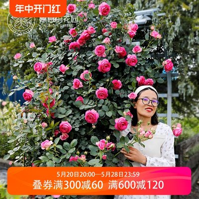 惠惠的花园深粉龙沙宝石爬藤月季拱门花墙花柱植物庭院花卉盆栽苗