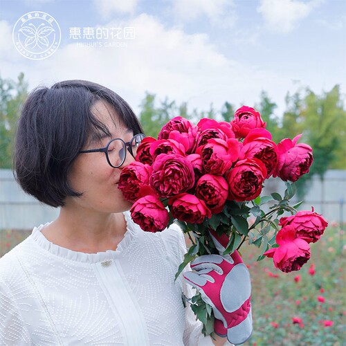 惠惠的花圃直立月季秋日胭脂花苗