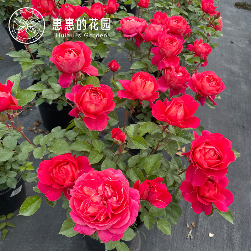 惠惠的花园灌木月季 果汁美人 复色玫瑰多头开花抗性强庭院盆栽