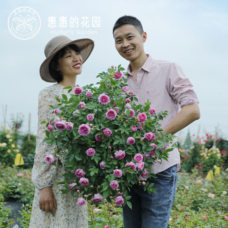 惠惠的花园微型月季玛姬婶婶多花浓香玫瑰多季开花阳台绿植盆栽