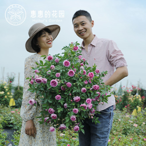 惠惠微型月季玛姬婶婶阳台绿植