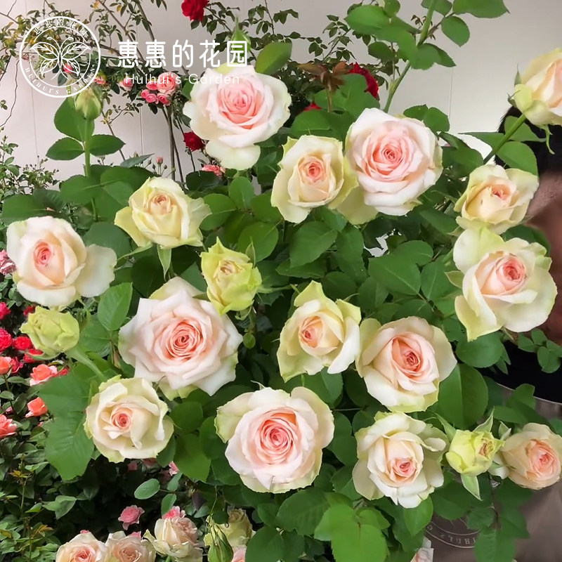 惠惠的花园切花月季 绿梅拉 浅绿色玫瑰花期长阳台庭院盆栽花苗