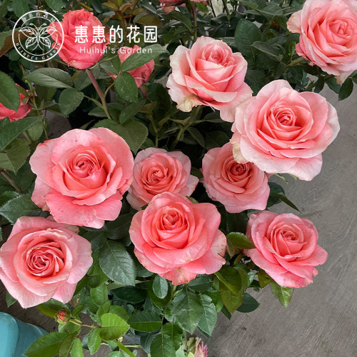 切花月季慕斯阳台月季多季开花