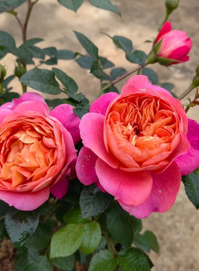 惠惠的花园灌木月季 果汁美人 复色玫瑰多头开花抗性强庭院盆栽