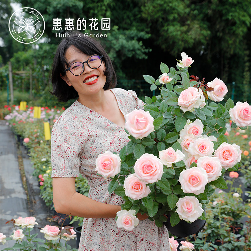 惠惠的花园桃红雪山切花玫瑰月季大花阳台庭院绿植盆栽鲜花