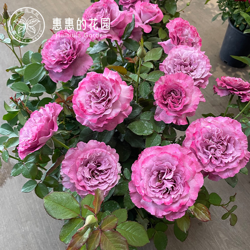 惠惠丰花月季阳台暮光之城图片