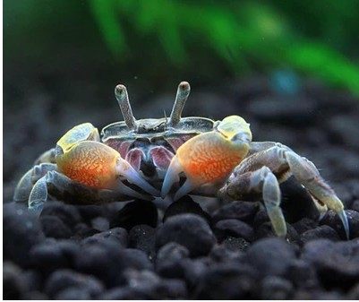 迷你观赏辣椒蟹活体迷你宠物螃蟹相手蟹豹点蟹满50元包邮包活|ruв категории животное/Животное питание и принадлежностей, аквариум мира, краб - от Buy2taobao.com для оказания профессиональной услуги покупки агента Taobao