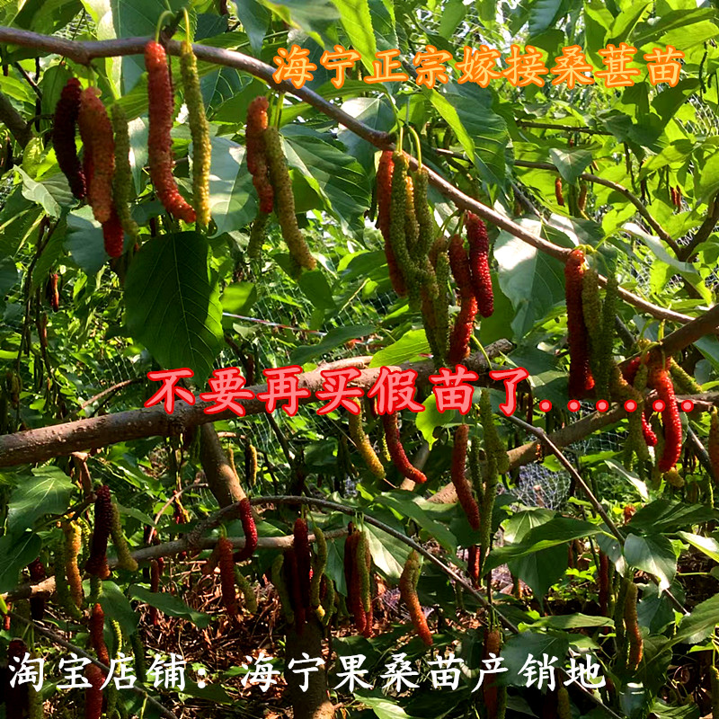 海宁桑葚苗 嫁接桑树苗 台湾四季长果桑 盆栽地栽桑果树苗