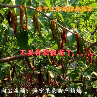 海宁桑葚苗 嫁接桑树苗 台湾四季长果桑 盆栽地栽桑果树苗