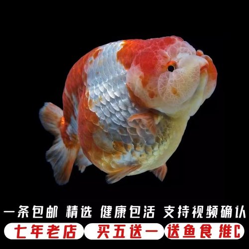 精品兰寿金鱼包活好养冷水鱼