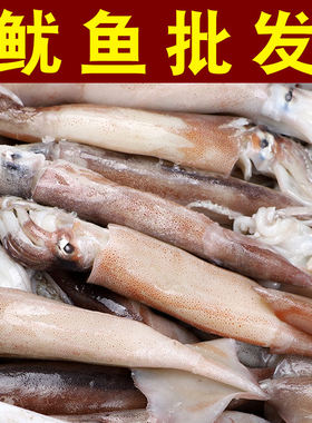 鲜活冷冻鱿鱼新鲜海捕大鱿鱼章鱼八爪鱼 餐饮烧烤食材商用小鱿鱼